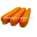 Fresh carrot of A grade from China